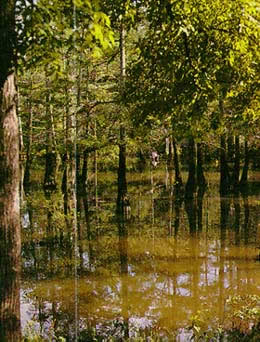 Photo of the bayou