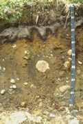 Photograph of a profile of the Colton soil series.
