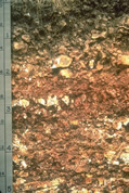 Photograph of a profile of the Florence soil series.