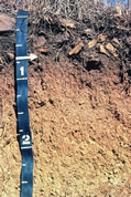 Photograph of a profile of the Steedman soil series.